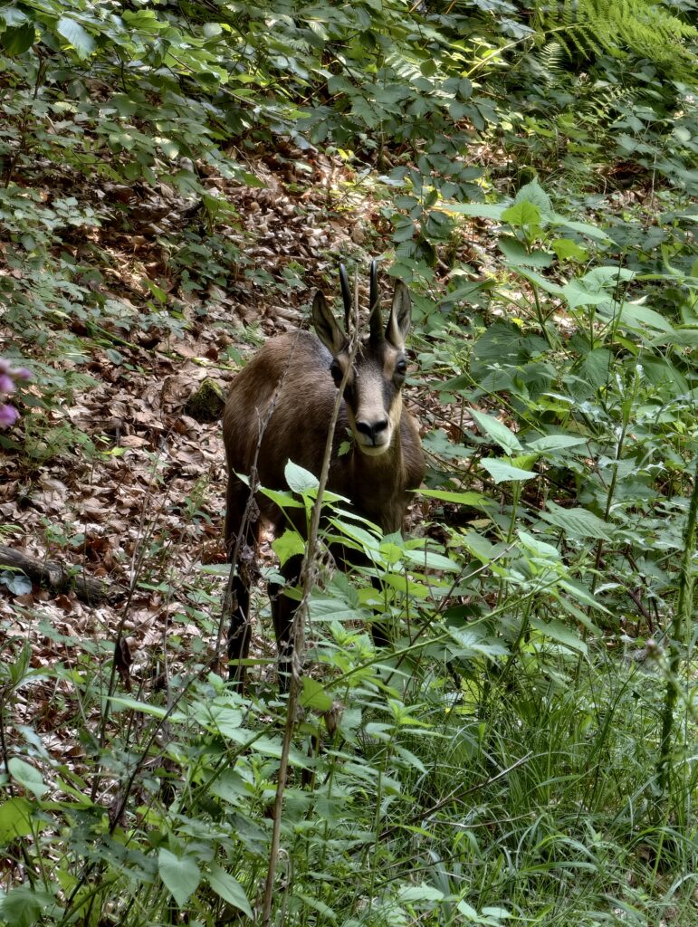 Kozica alpejska w profilu na leśnym szlaku w okolicy Velika Osojnica