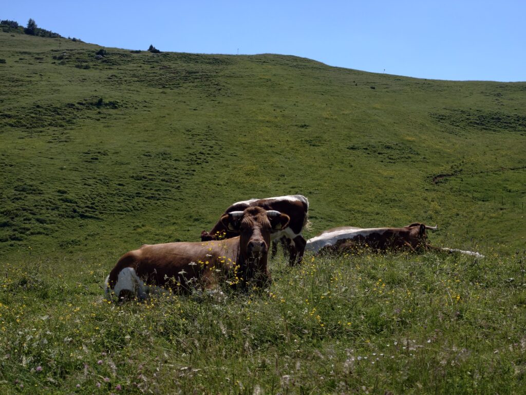 Krowy pasące się na łące na płaskowyżu Velika Planina