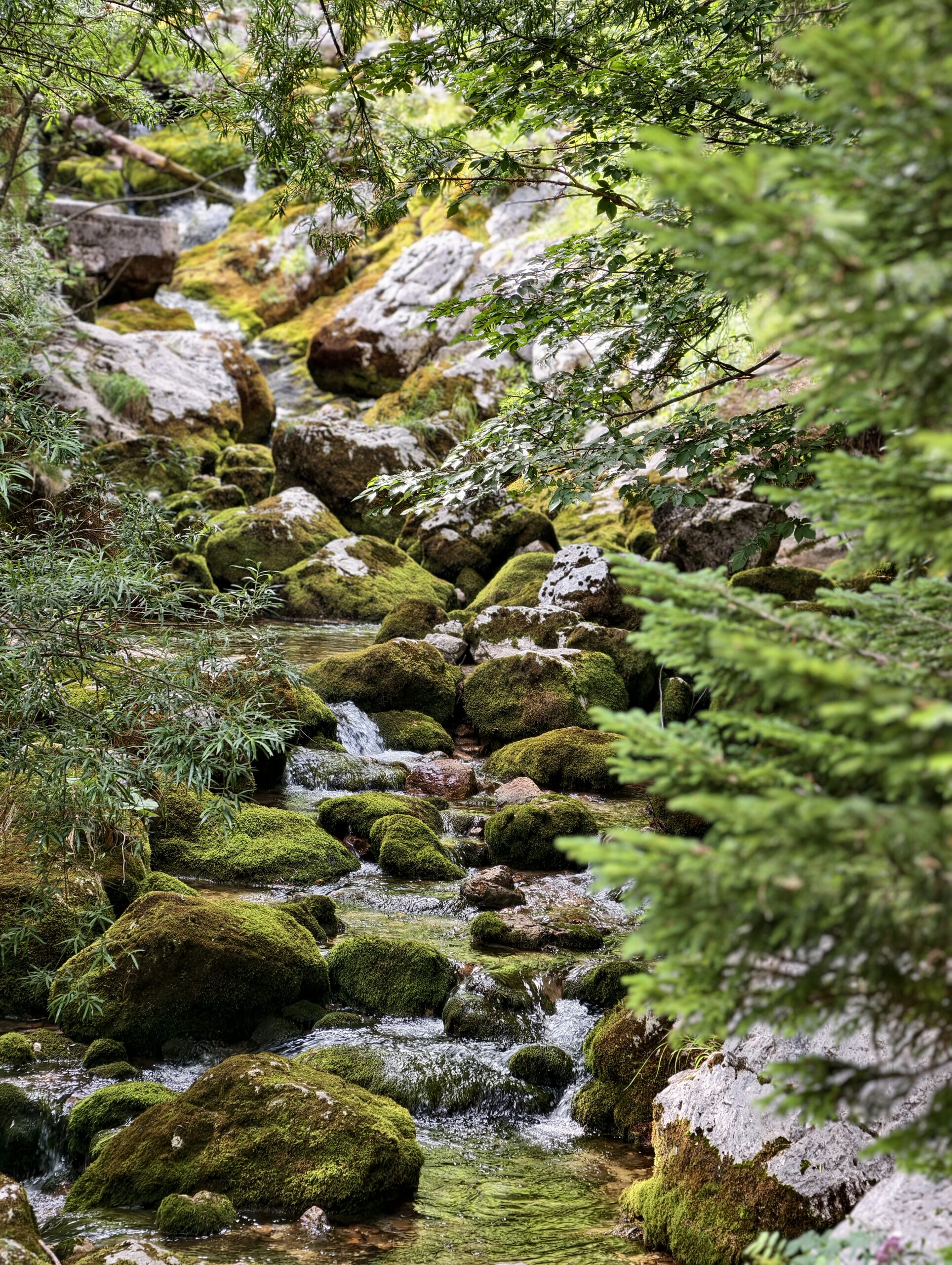 Omszałe kamienie i wartki potok tuż przy źródle rzeki Soča