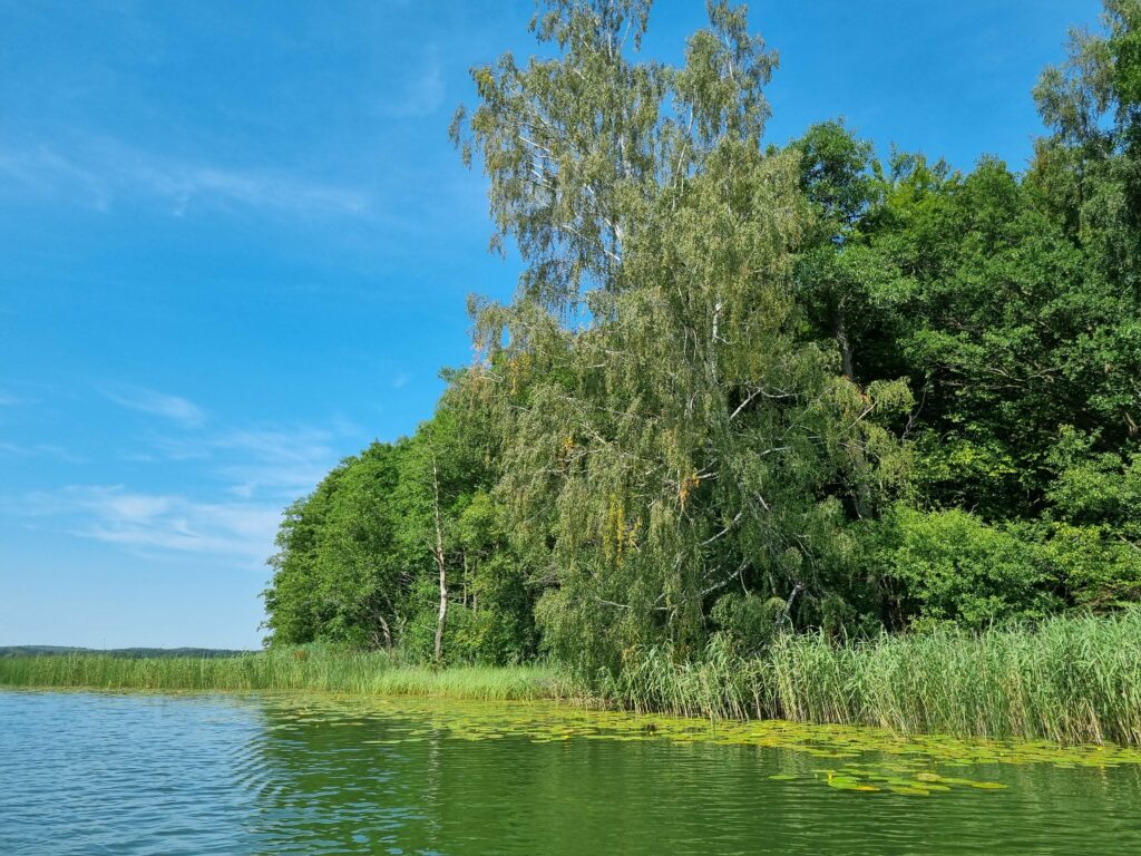 Brzoza nad jeziorem Gil z liliami wodnymi, Kotkowo Ostróda