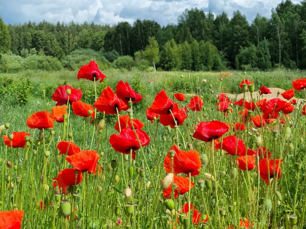 Łąka z makami w okolicy Kotkowa na Warmii