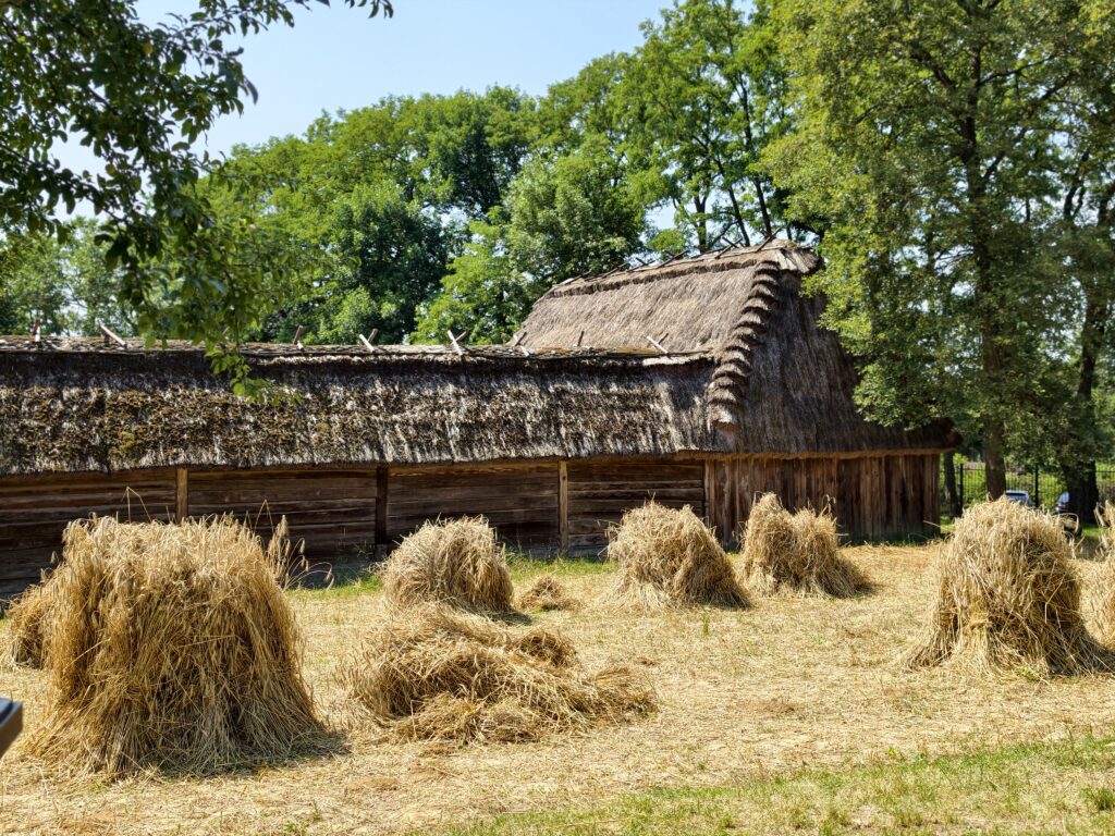 Snopki zboża przed drewnianą stodołą krytą strzechą w Muzeum Wsi Lubelskiej