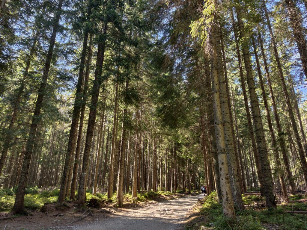 Wysoki las świerkowy na szlaku na Rusinową Polanę z zielonym znakiem szlaku na pniu drzewa