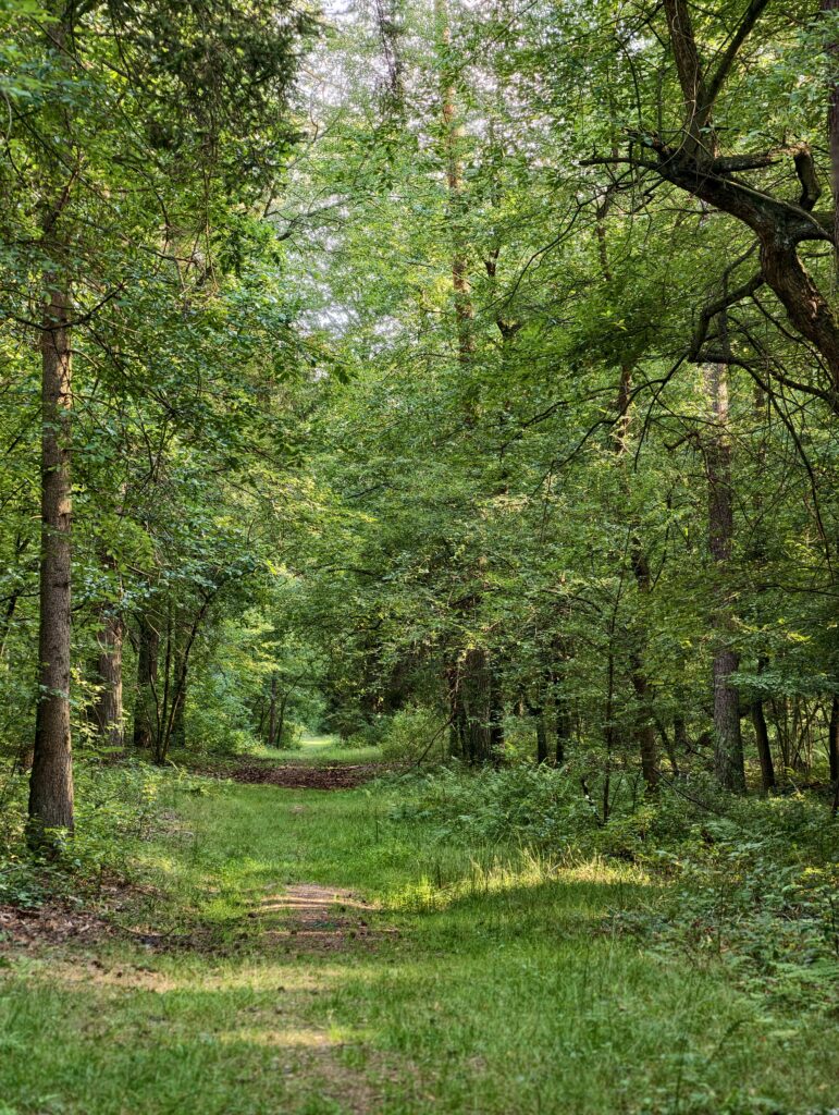 Zielona, trawiasta droga leśna prowadząca przez tunel drzew w Kozłowieckim Parku Krajobrazowym