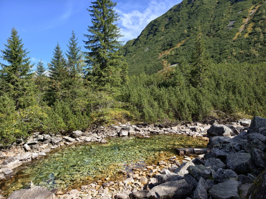 Zelené pleso o przejrzystej wodzie nad kamienistym dnem, otoczony kosodrzewiną i świerkami
