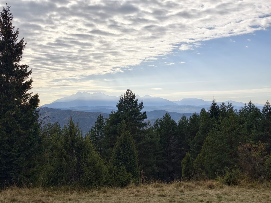 Panorama Tatr ponad świerkowym lasem, widziana z grzbietu Małych Pienin w rejonie Durbaszki.