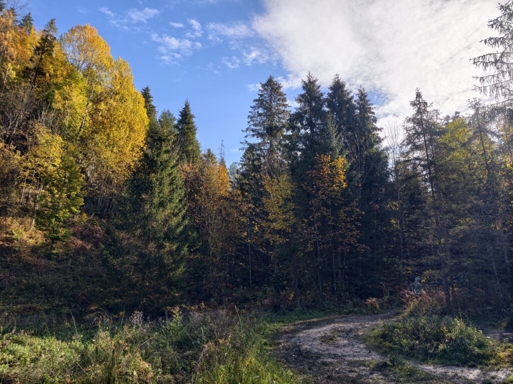 Trawiasta polana z gruntową drogą na skraju lasu ze świerkami i drzewami w żółtych i pomarańczowych liściach.