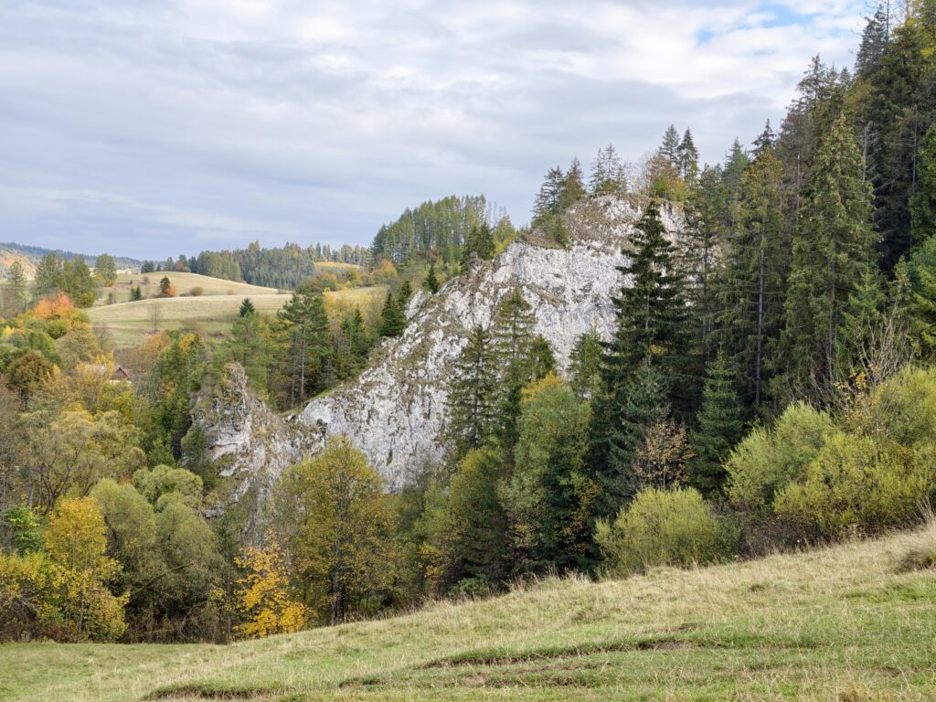 Biała wapienna skała wyrastająca spośród świerków i jesiennych drzew, widziana z trawiastej łąki.
